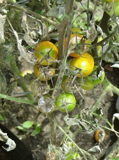 Tomato blight